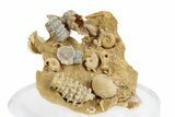 Miniature Fossil Cluster (Ammonites, Crinoid Stems) - France #270500-2